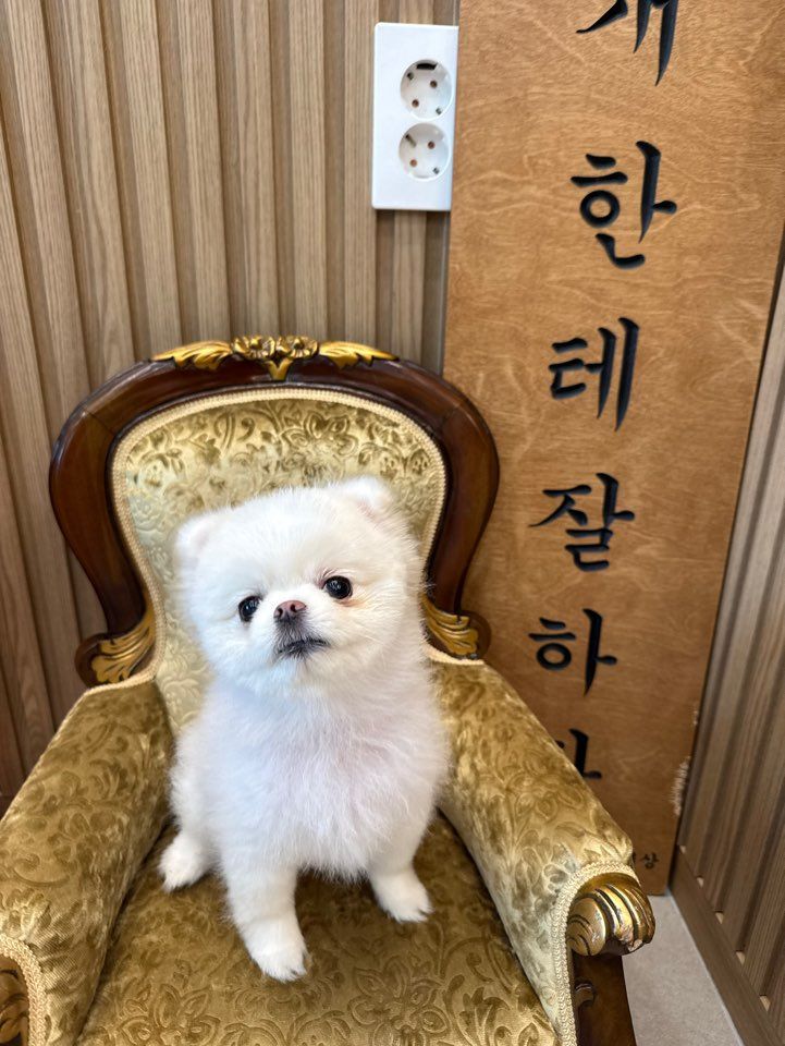 개편한세상 애견호텔 '개한테 잘하자' 현판 앞 의자에 앉은 포메라니안
