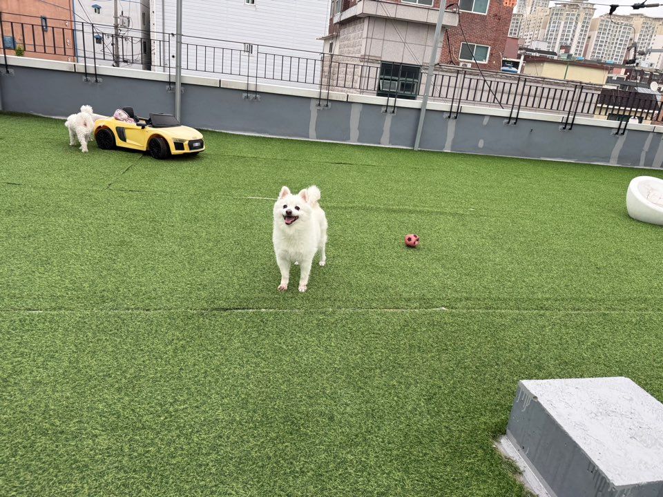 구월동애견호텔 개편한세상 옥상 잔디 운동장에서 공놀이하는 스피츠