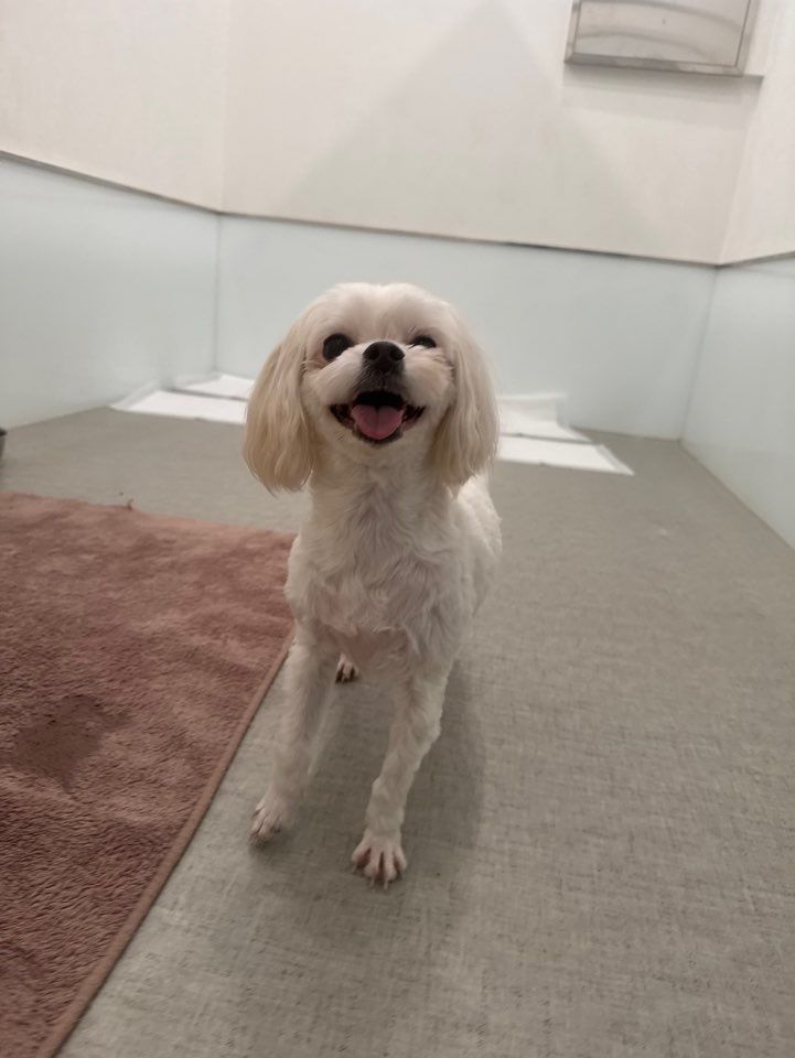 구월동애견호텔 개편한세상 단독룸에서 쉬는 말티즈